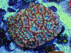 画像1: No.19 オーストラリア産 カクオオトゲキクメイシ　 (1)