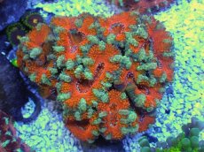 画像1: No.21 オーストラリア産 カクオオトゲキクメイシ　 (1)