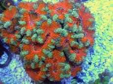 画像2: No.21 オーストラリア産 カクオオトゲキクメイシ　 (2)