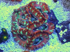 画像1: No.22 オーストラリア産 カクオオトゲキクメイシ　 (1)