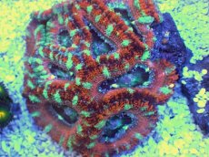 画像2: No.22 オーストラリア産 カクオオトゲキクメイシ　 (2)