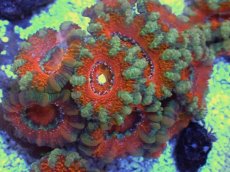 画像2: No.24 オーストラリア産 カクオオトゲキクメイシ　 (2)