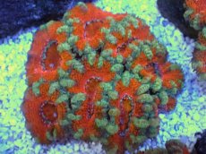 画像1: No.25 オーストラリア産 カクオオトゲキクメイシ　 (1)