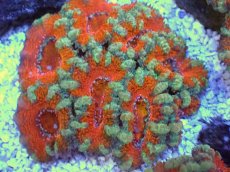 画像2: No.25 オーストラリア産 カクオオトゲキクメイシ　 (2)