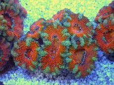 画像1: No.26 オーストラリア産 カクオオトゲキクメイシ　 (1)