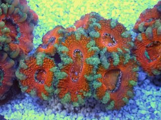 ライブロック ミックスザイズ を買うならアクアスタイルユー 海水魚