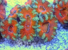 画像2: No.26 オーストラリア産 カクオオトゲキクメイシ　 (2)