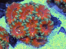 画像1: No.27 オーストラリア産 カクオオトゲキクメイシ　 (1)