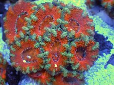 画像2: No.27 オーストラリア産 カクオオトゲキクメイシ　 (2)