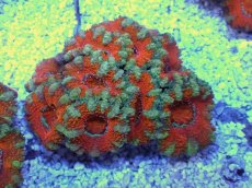 画像1: No.28 オーストラリア産 カクオオトゲキクメイシ　 (1)