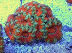 画像2: No.28 オーストラリア産 カクオオトゲキクメイシ　 (2)