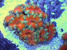 画像1: No.29 オーストラリア産 カクオオトゲキクメイシ　 (1)