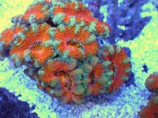 画像2: No.29 オーストラリア産 カクオオトゲキクメイシ　 (2)