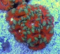 画像1: No.30 オーストラリア産 カクオオトゲキクメイシ　 (1)