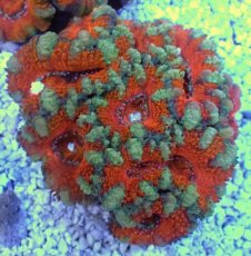 画像2: No.30 オーストラリア産 カクオオトゲキクメイシ　 (2)