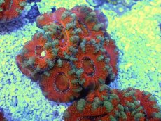 画像1: No.31 オーストラリア産 カクオオトゲキクメイシ　 (1)