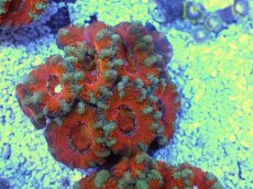 画像2: No.31 オーストラリア産 カクオオトゲキクメイシ　 (2)