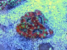 画像2: No.32 オーストラリア産 カクオオトゲキクメイシ　 (2)