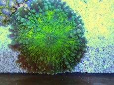 画像2: No.１ バブルディスクコーラル (2)