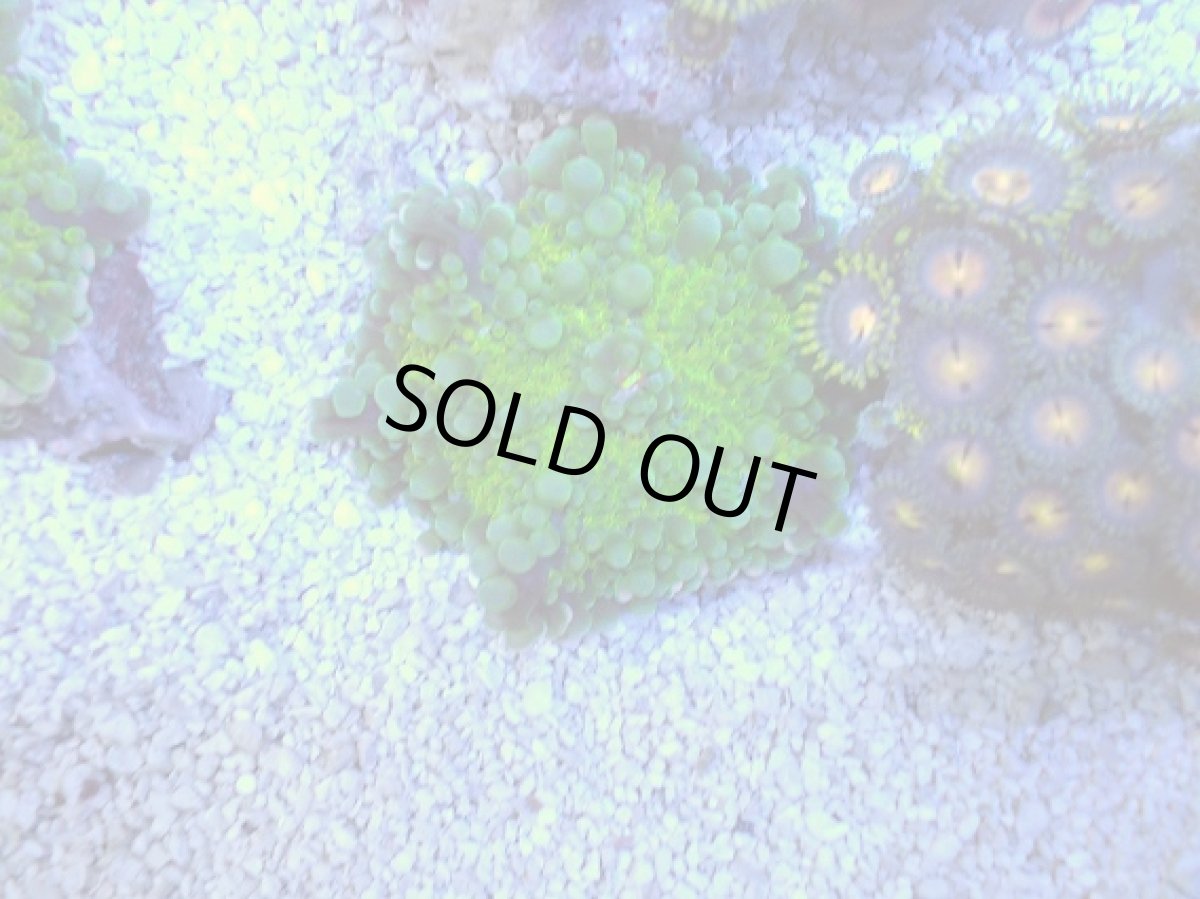 画像1: No.３ バブルディスクコーラル (1)