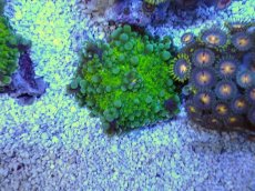 画像1: No.３ バブルディスクコーラル (1)