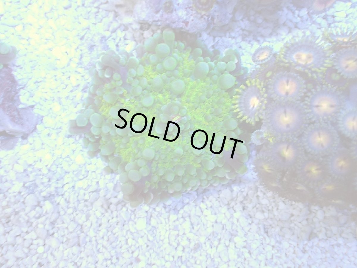 画像2: No.３ バブルディスクコーラル (2)