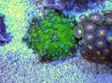 画像2: No.３ バブルディスクコーラル (2)