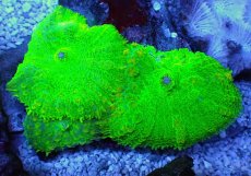 画像1: No.６ ディスクコーラル　グリーン (1)
