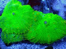 画像2: No.６ ディスクコーラル　グリーン (2)