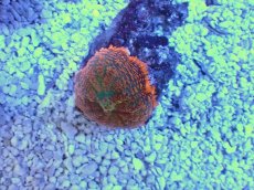 画像1: No.７ ディスクコーラル　オレンジ (1)