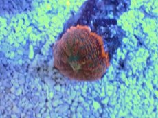 画像2: No.７ ディスクコーラル　オレンジ (2)