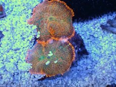 画像1: No.８ ディスクコーラル　オレンジ (1)