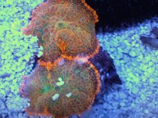 画像2: No.８ ディスクコーラル　オレンジ (2)