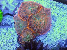 画像1: No.９ ディスクコーラル　オレンジ (1)