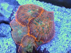 画像2: No.９ ディスクコーラル　オレンジ (2)