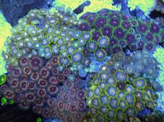 画像2: No.1 ベトナム産 マメスナギンチャク (2)