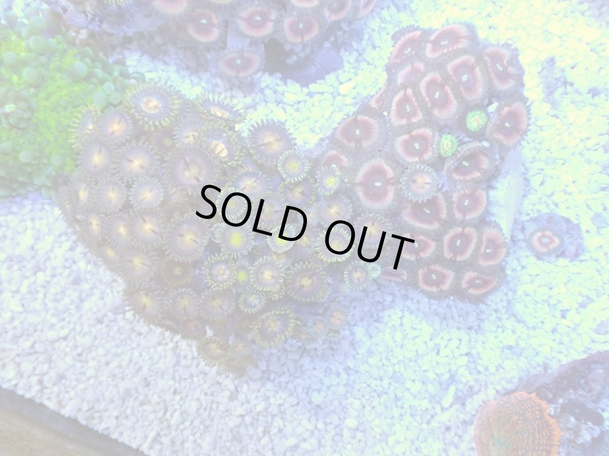 画像1: No.2 ベトナム産 マメスナギンチャク (1)