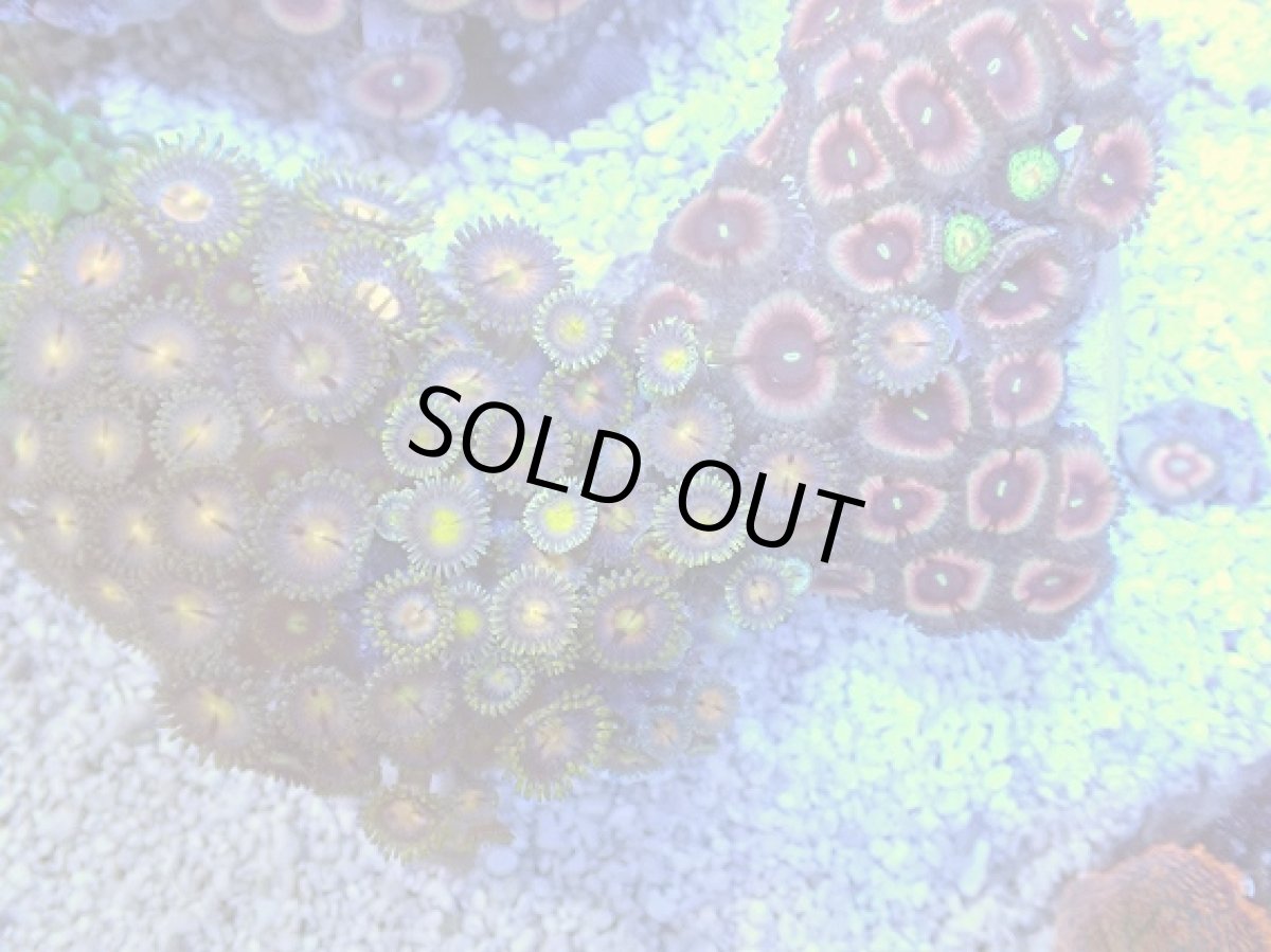 画像2: No.2 ベトナム産 マメスナギンチャク (2)