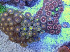 画像2: No.2 ベトナム産 マメスナギンチャク (2)