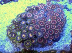 画像1: No.3 ベトナム産 マメスナギンチャク (1)