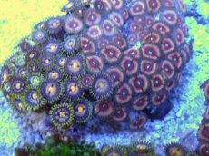 画像2: No.3 ベトナム産 マメスナギンチャク (2)