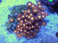 画像1: No.4 ベトナム産 マメスナギンチャク (1)