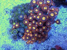 画像2: No.4 ベトナム産 マメスナギンチャク (2)