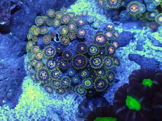 No.1 激レア産地 マメスナギンチャクを買うならアクアスタイルユー