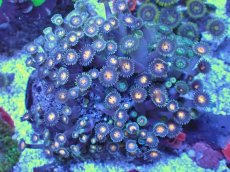 画像1: No.7 ベトナム産 マメスナギンチャク (1)