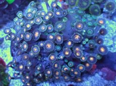 画像2: No.7 ベトナム産 マメスナギンチャク (2)