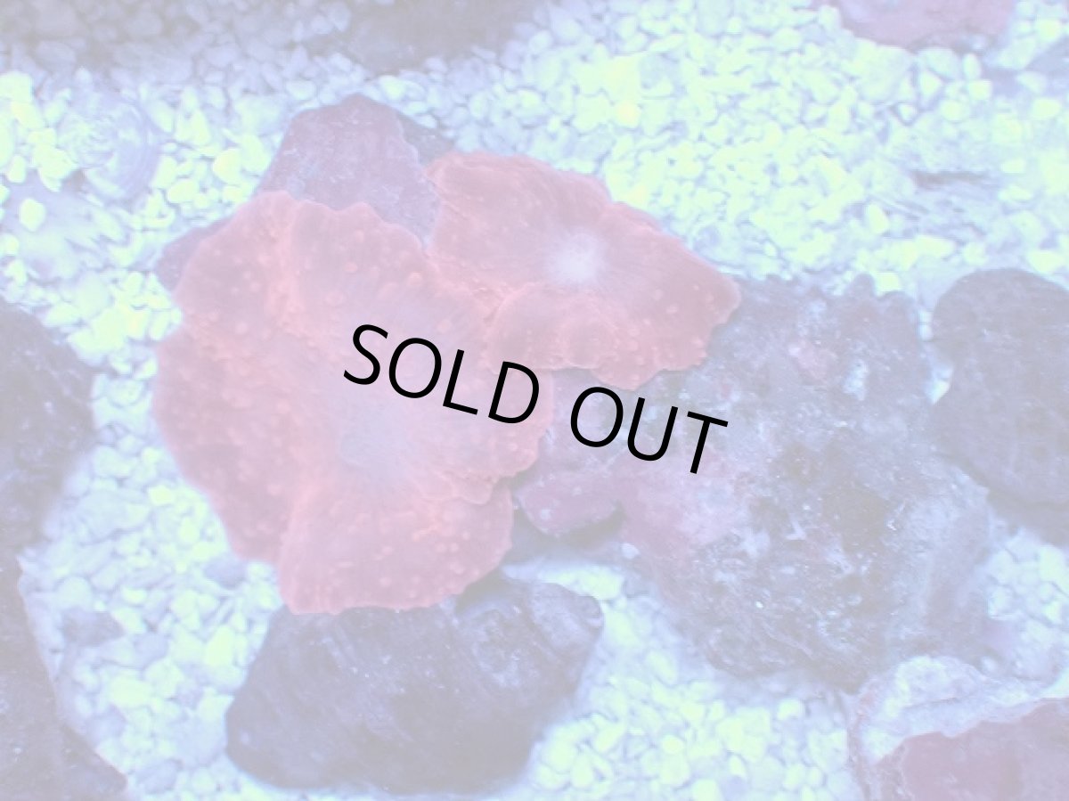 画像1: No.1 オーストラリア産 ディスクコーラル レッド (1)