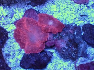 ディスクコーラルレッド No.1 オーストラリア産 ディスクコーラル レッドを買うならアクア