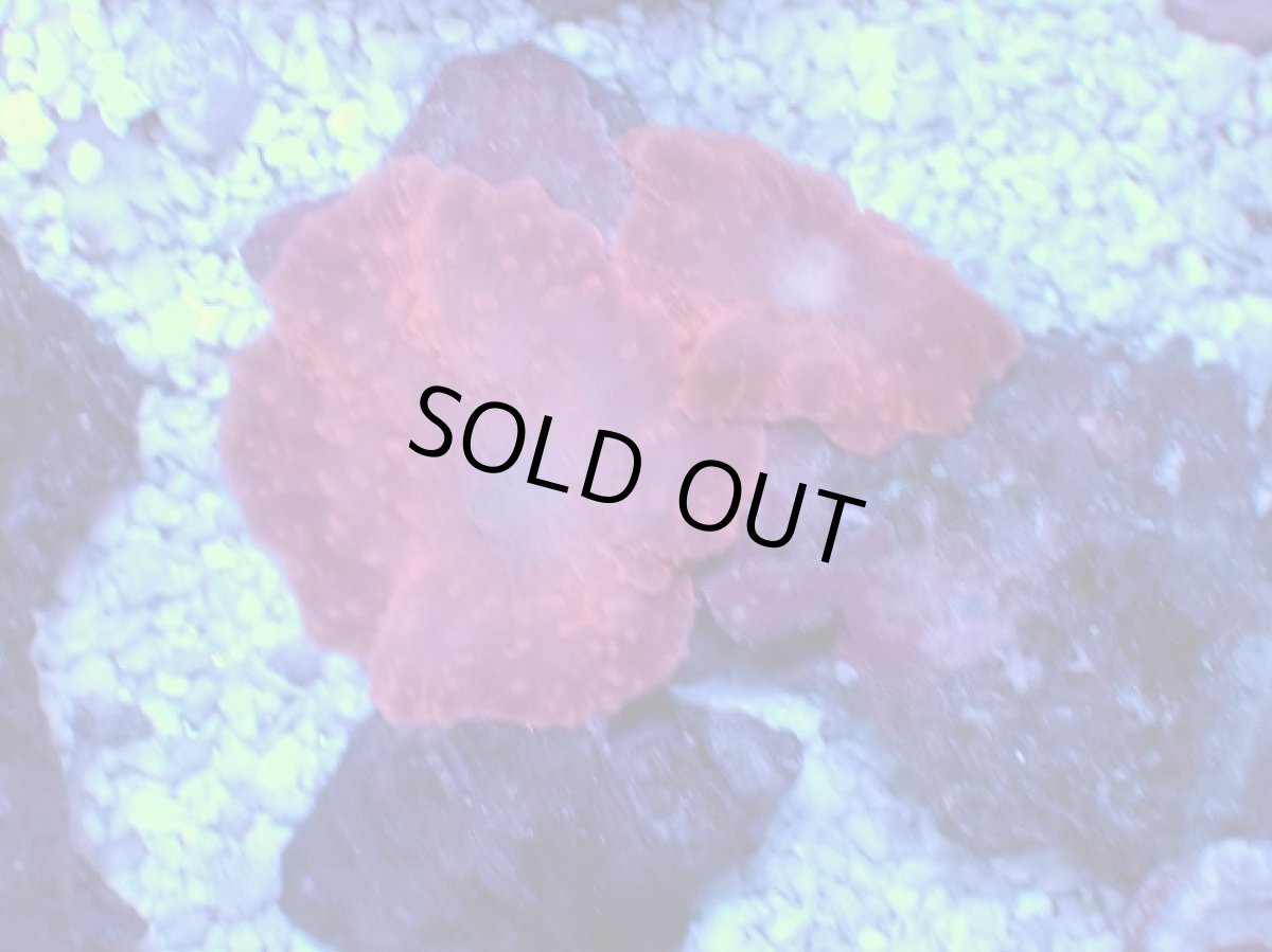 画像2: No.1 オーストラリア産 ディスクコーラル レッド (2)