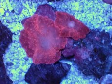 画像2: No.1 オーストラリア産 ディスクコーラル レッド (2)